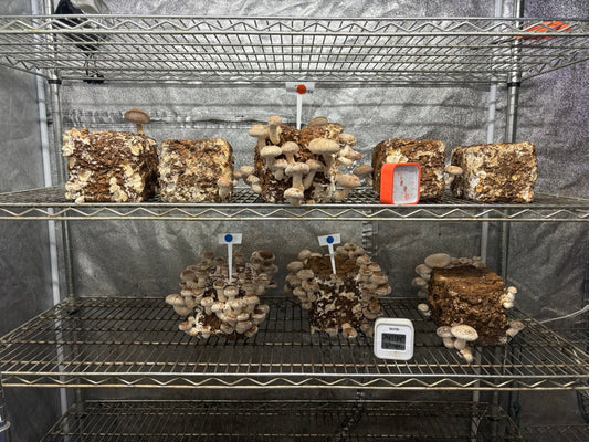 しいたけ栽培 1939日目･1940日目