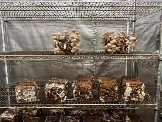 しいたけ栽培 1941日目