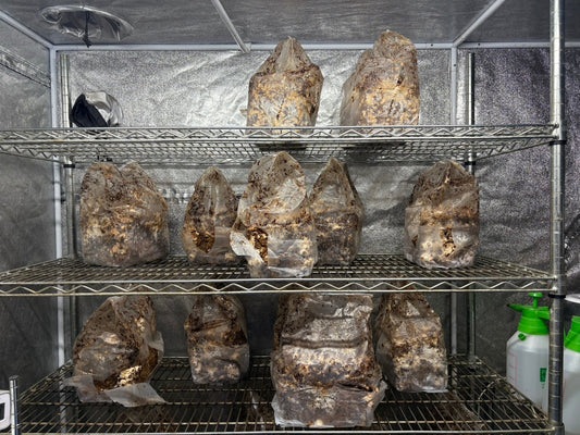 しいたけ栽培 1943日目