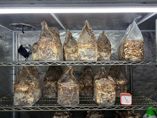 しいたけ栽培 1946日目