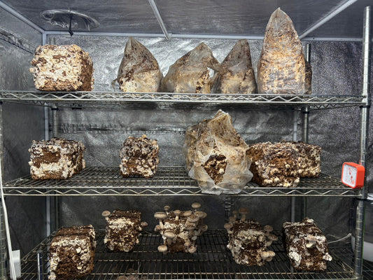 しいたけ栽培 1947日目･1948日目