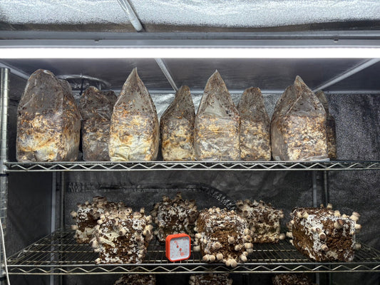 しいたけ栽培 1949日目