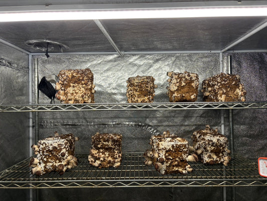 しいたけ栽培 1952日目