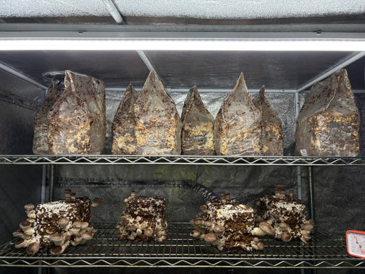 しいたけ栽培 1953日目