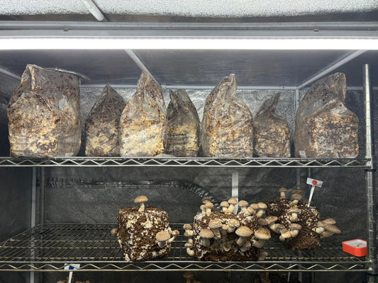 しいたけ栽培 1954日目