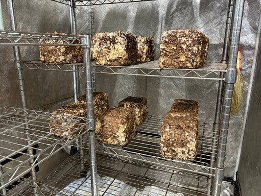 しいたけ栽培 1955日目