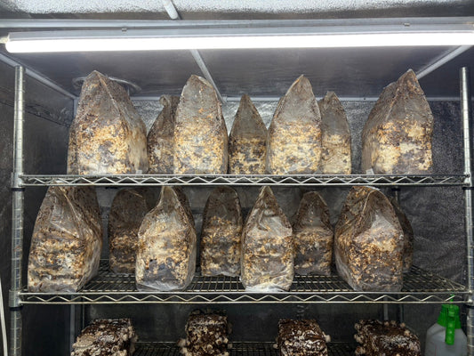 しいたけ栽培 1956日目