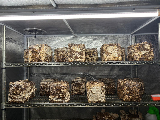 しいたけ栽培 1958日目