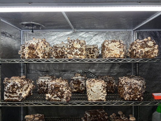 しいたけ栽培 1959日目