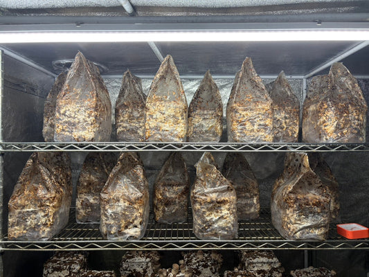 しいたけ栽培 1960日目