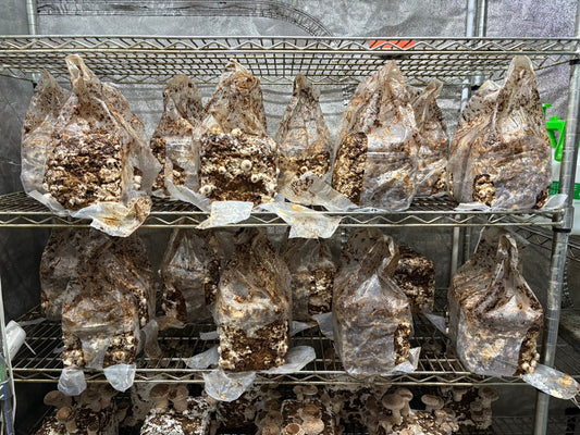 しいたけ栽培 1961日目