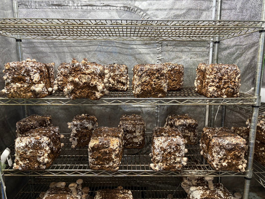 しいたけ栽培 1962日目