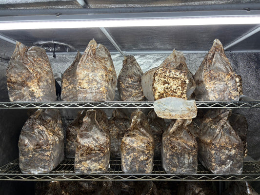 しいたけ栽培 1964日目