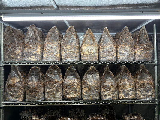 しいたけ栽培 1963日目