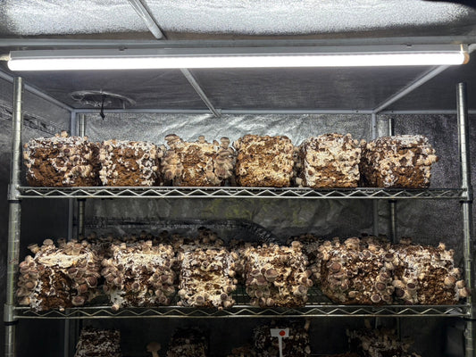 しいたけ栽培 1969日目