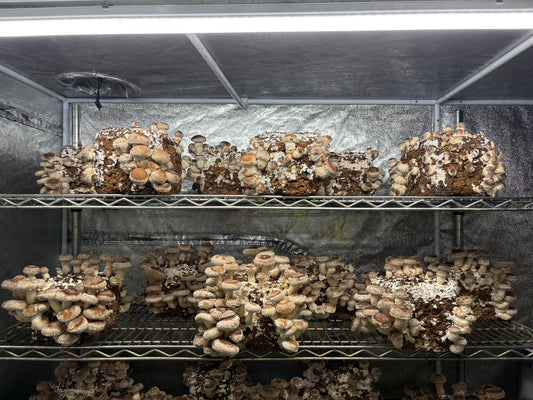 しいたけ栽培 1970日目