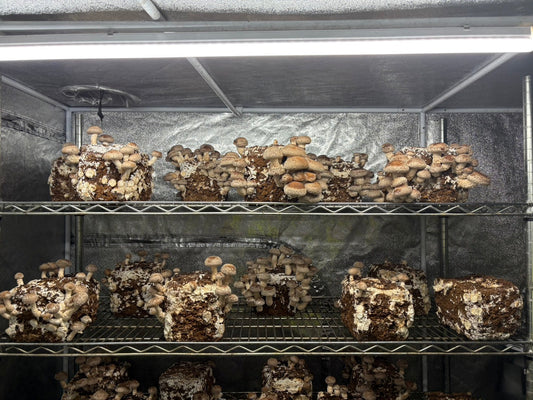 しいたけ栽培 1971日目