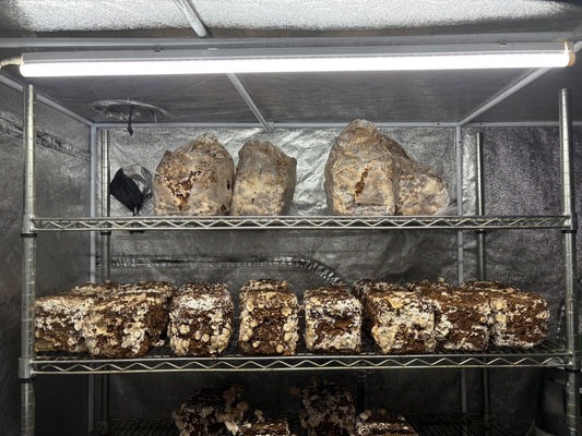 しいたけ栽培 1972日目