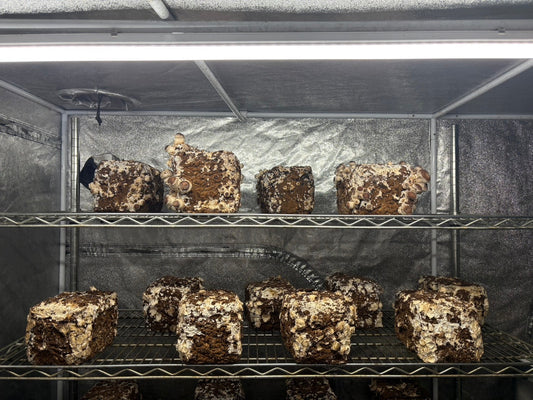 しいたけ栽培 1973日目