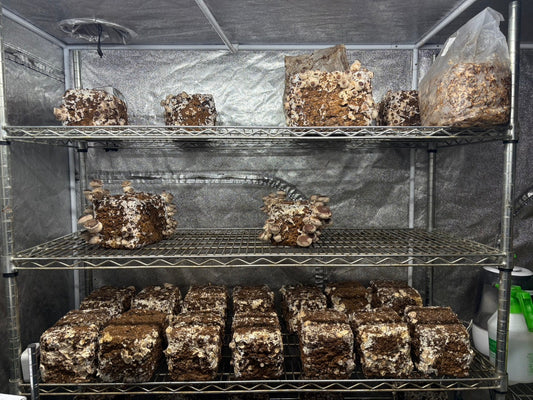 しいたけ栽培 1974日目