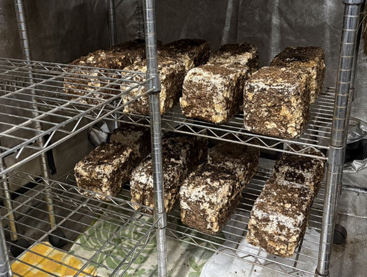 しいたけ栽培 1975日目