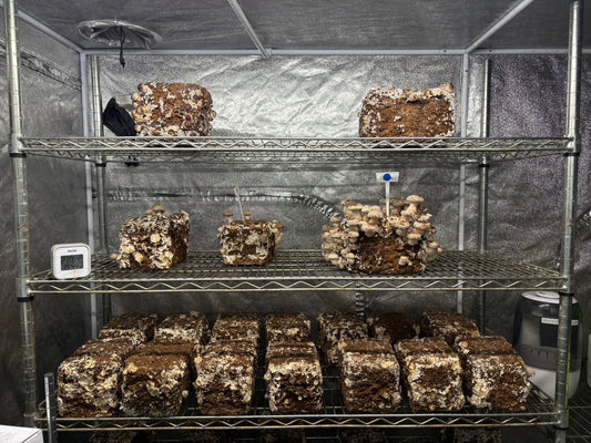 しいたけ栽培 1976日目