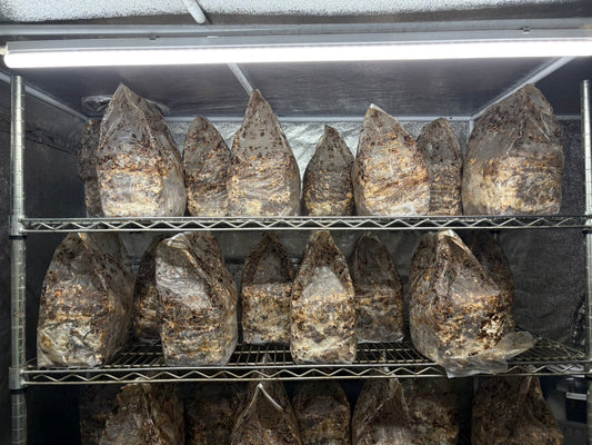 しいたけ栽培 1978日目