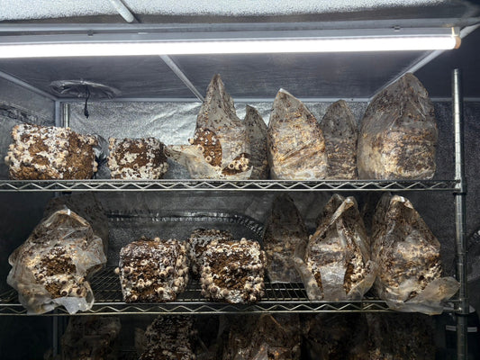 しいたけ栽培 1979日目