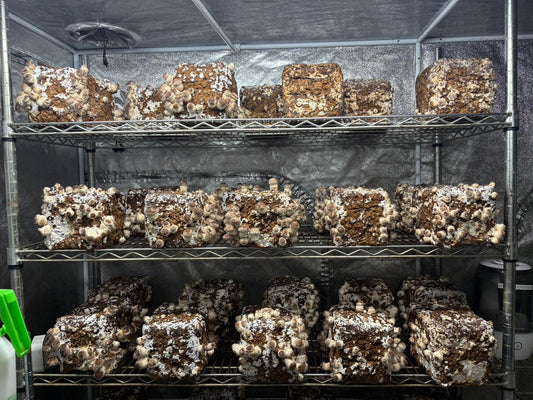 しいたけ栽培 1980日目