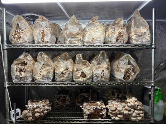 しいたけ栽培 1981日目～1983日目