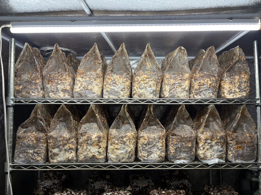 しいたけ栽培 1984日目