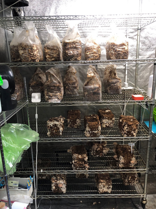 しいたけ栽培 1557日目