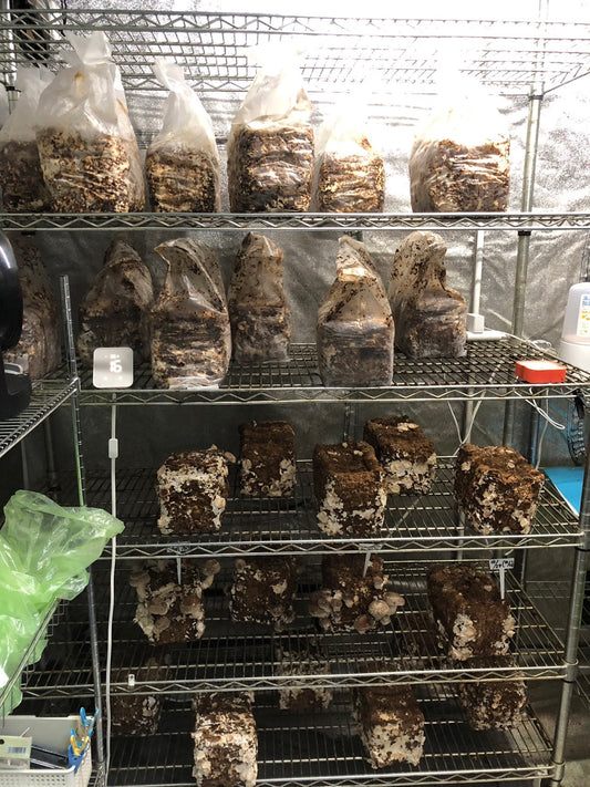 しいたけ栽培 1558日目