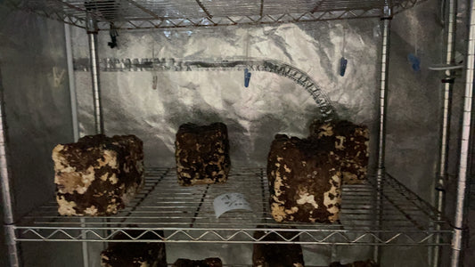 しいたけ栽培 788日目