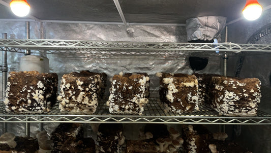 しいたけ栽培 835日目