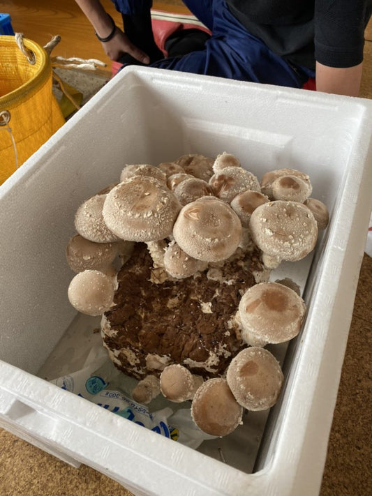 開店初日からご注文をいただいております^^ - たのしいたけ園