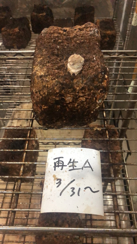 カイの「たのしいたけ園」栽培日記　614日目