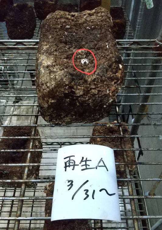 カイの「たのしいたけ園」栽培日記　611日目