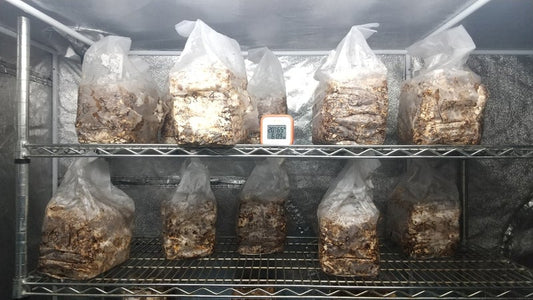 しいたけ栽培 924日目