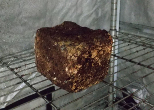 カイのしいたけ栽培　園長日記609日目