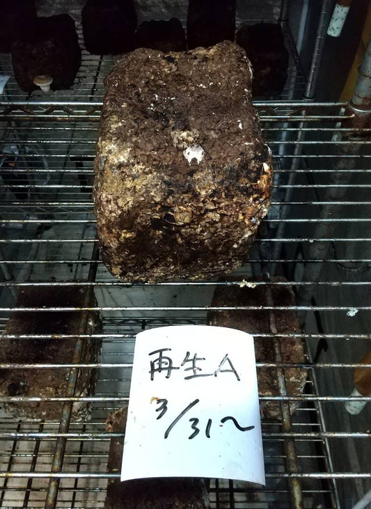 カイの「たのしいたけ園」栽培日記　612日目