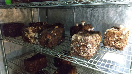 しいたけ栽培　610日目