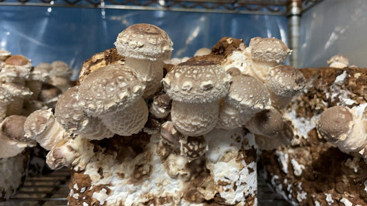菌床付き「たのしいたけ」_生産者：小野達也さん(東京都) - たのしいたけ園