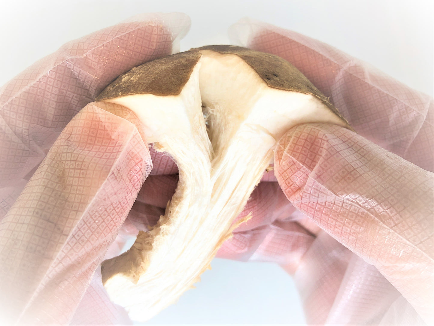 菌床付き「たのしいたけ」_生産者：植竹 海晴さん(栃木県)